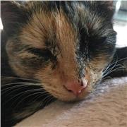 cours de français et de maths niveaux primaire et début college